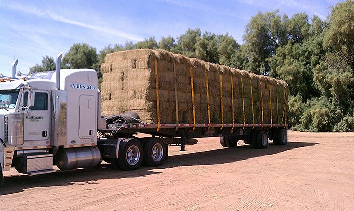 Semi-Loads of Arizona Hay
